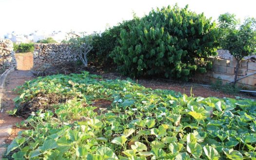 Terrains de loisir/agriculture à Dingli